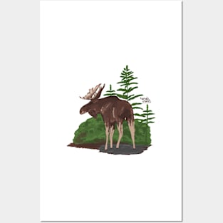 Moose in forest Posters and Art